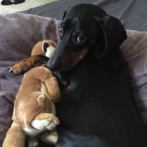 Meet your Posher, Anna